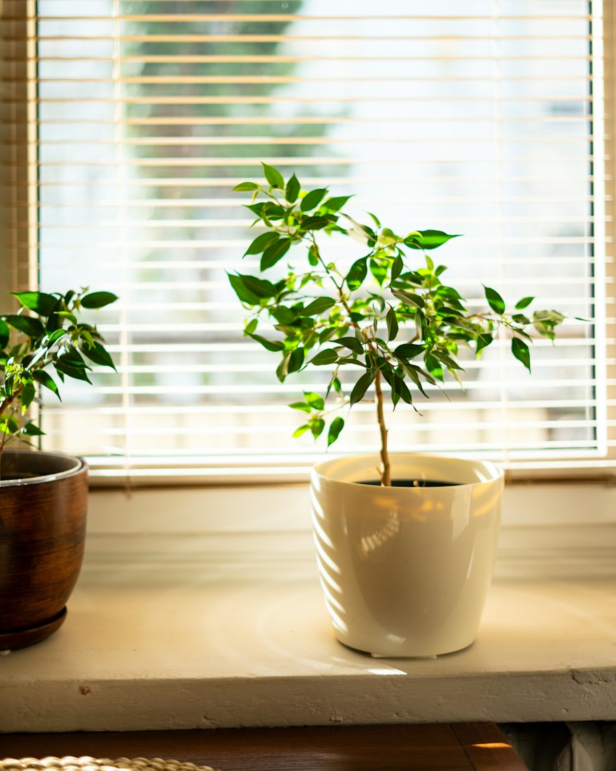 A small green tree in a white pot by a sunny window